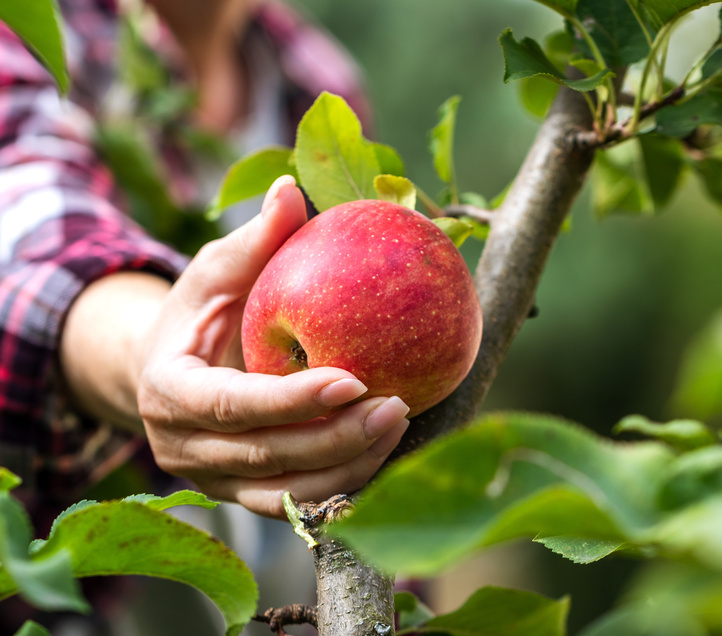 Farmer picking red apple from tree