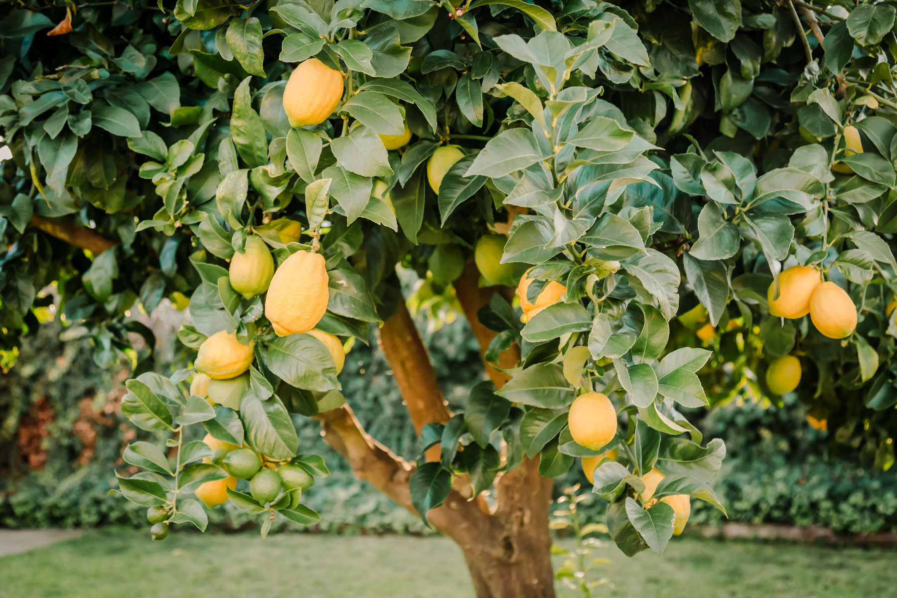 Close up of a backyard lemon tree full of healthy fruit